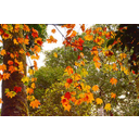 Show Rừng lá rộng ôn đới  Image