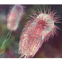 trực khuẩn E-coli