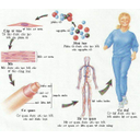 Show  Image