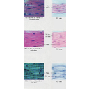 Show  Image