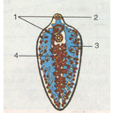 Show  Image
