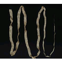 Show  Image