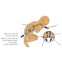 Show  Image