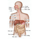 Show  Image