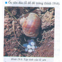 Show  Image