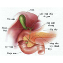 Show  Image