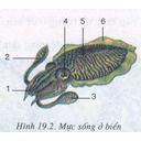 Show  Image