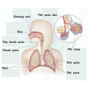Show  Image