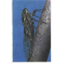 Show  Image