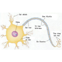 Show  Image