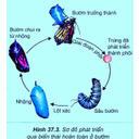 Show  Image
