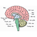 Show  Image