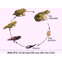 Show  Image