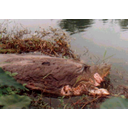 Show  Image