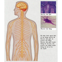Show  Image