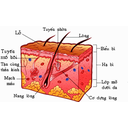 Show  Image