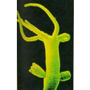 Show  Image