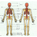 Show  Image