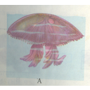 Show  Image