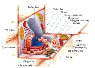 Tế bào thựt vật