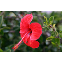 Bộ nhụy dính ở bầu và vòi