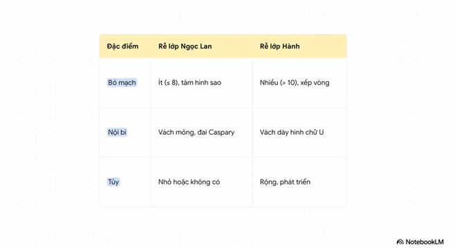 lý thuyết Rễ