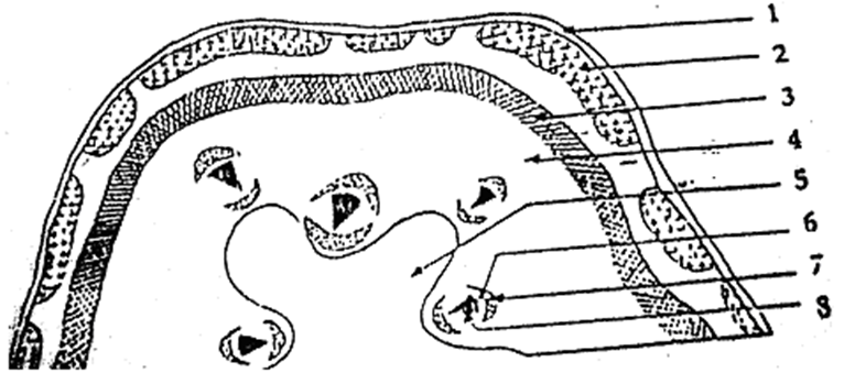 Thân bí rợ