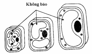 Không bào