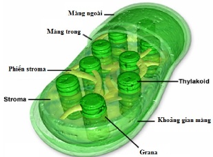 Lục lạp