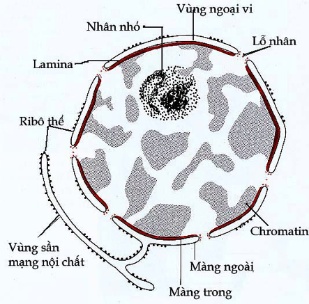 Nhân