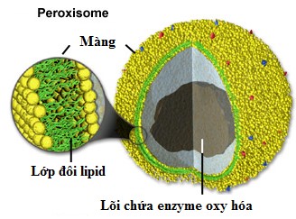 Peroxisome