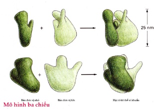 Ribosome