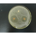 Show Tác dụng của kháng sinh Image