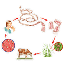 Show Vòng đời của sán dây Image